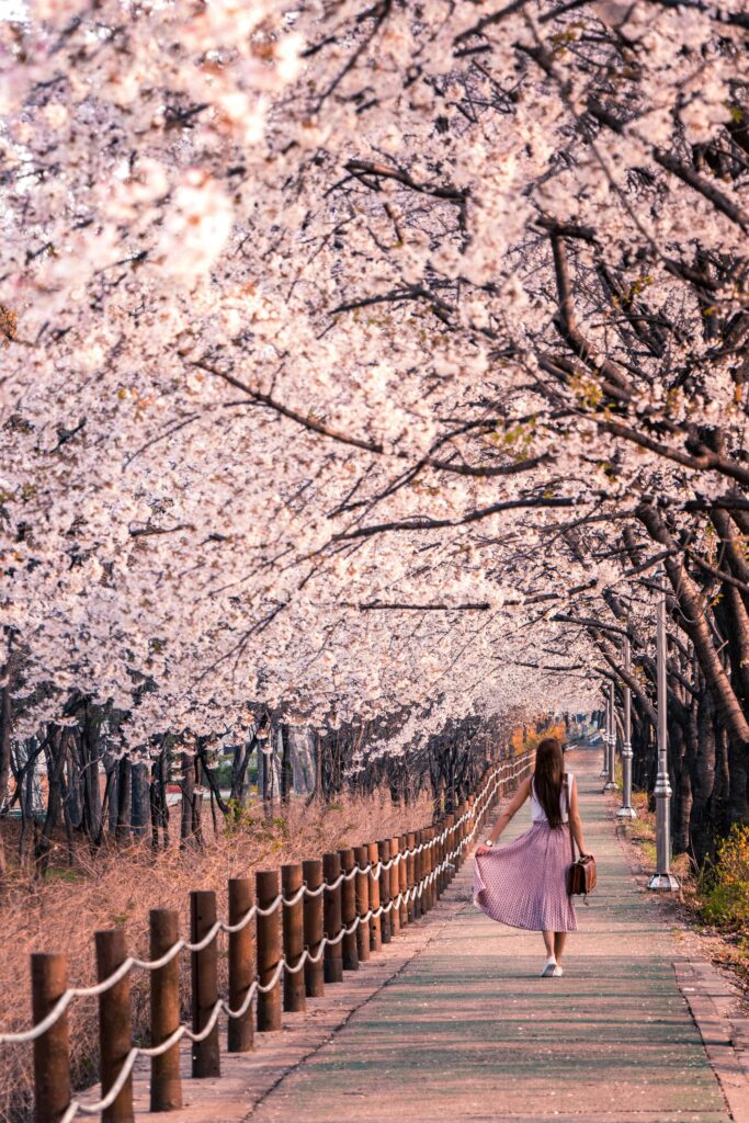 A woman walks under cherry blossoms in full bloom 